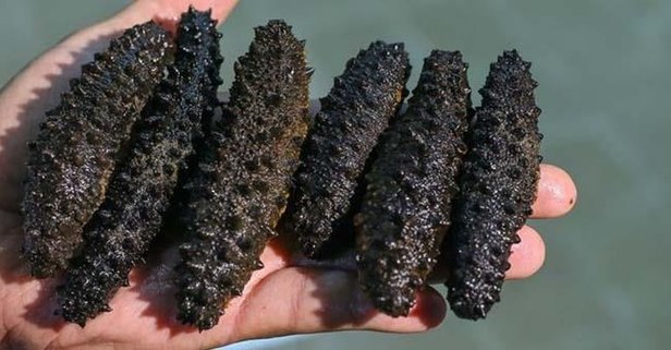 19 çuval kaçak deniz hıyarı Bozcaada'dan denize döküldü