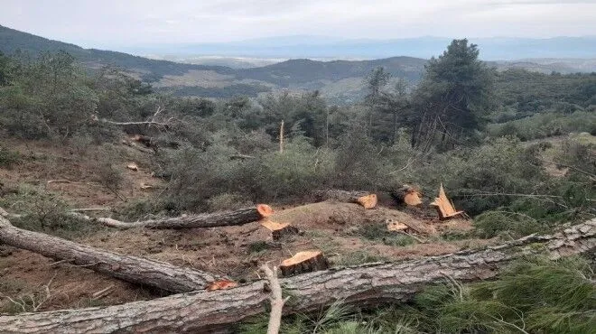 Alman şirketi Çanakkale ormanlarına RES kuracak: 23 bin ağaç kesilecek!